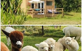 Dartmoor Reach Alpaca Farm Heated Cabins 5 Mins Drive To Dartmoor